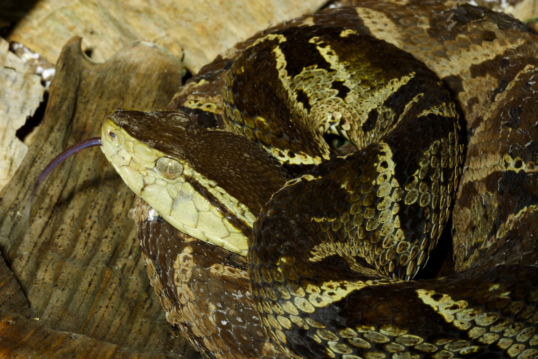 Lancehead vipers